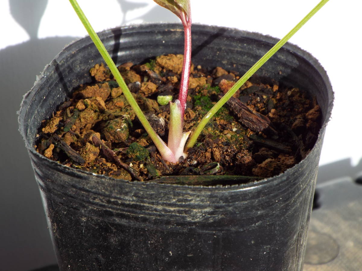 ソレイユセルフ苗☆クリスマスローズ苗 リバーシブルオーレア