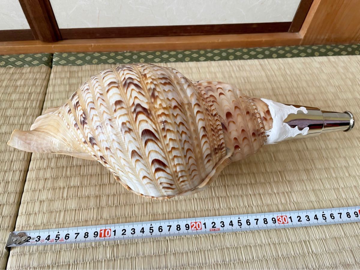 大型修験道法螺貝 山伏 密教 魔除け 熊よけ！ 大型修験道法螺貝39.5