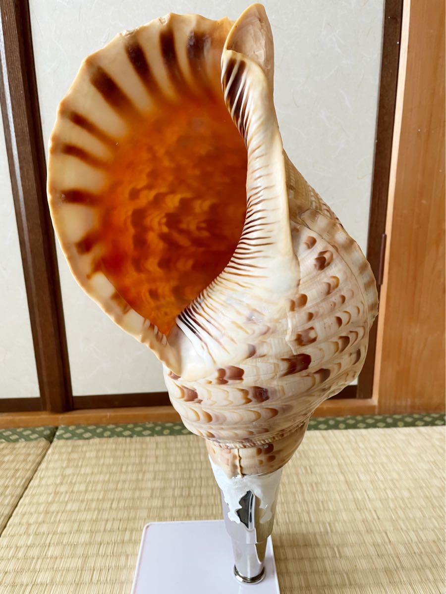 大型修験道法螺貝 山伏 密教 魔除け 熊よけ！ 大型修験道法螺貝39.5