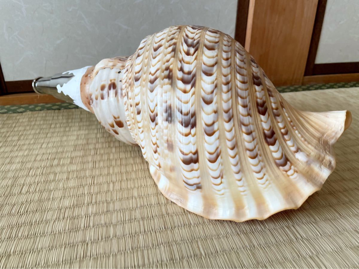 大型修験道法螺貝 山伏 密教 魔除け 熊よけ！ 大型修験道法螺貝39.5