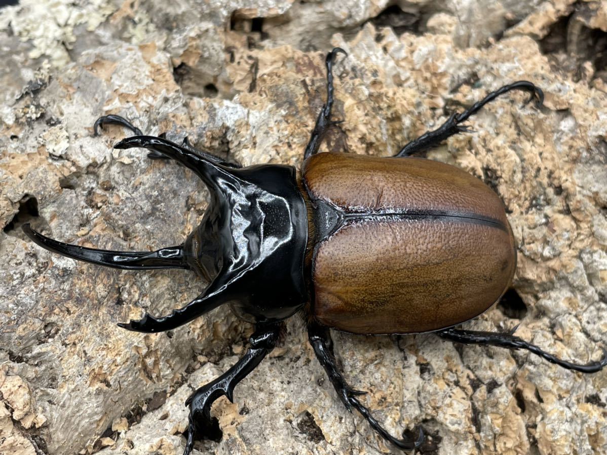 【レア産地】ナビレ産　サンボンヅノ　♂80㎜