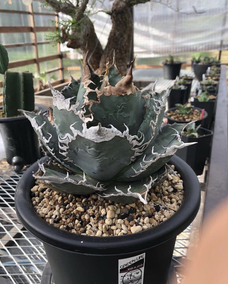 アガベ 【超希少特選子株大きめ約5センチ】悪魔くん バケモノ スーパー