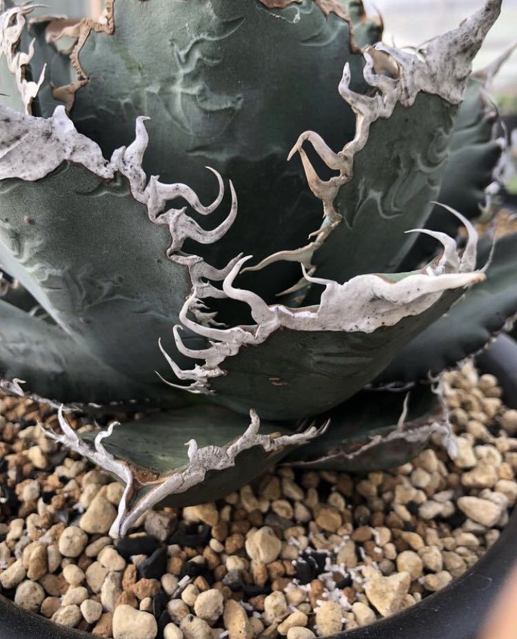 アガベ 【超希少特選子株大きめ約5センチ】悪魔くん バケモノ スーパー