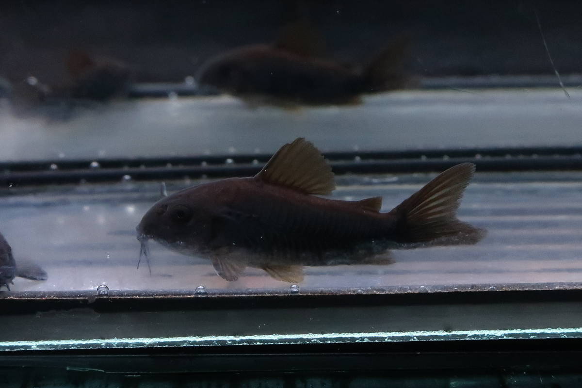 23＜water-flap＞コリドラス　ベネズエラ　ブラック　5匹セット