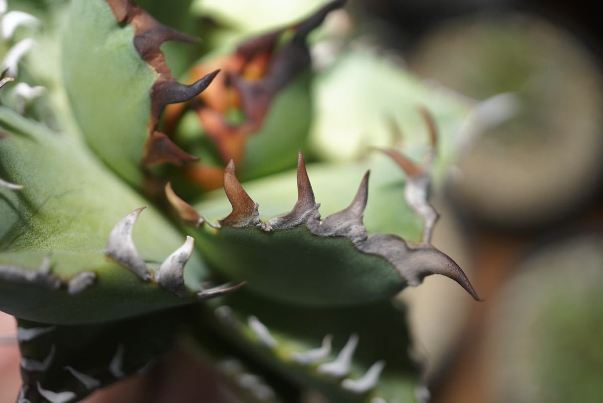 観葉植物 【アガベ チタノタ 黒鯨】ボール型・黒強棘・短葉締まり株（子株