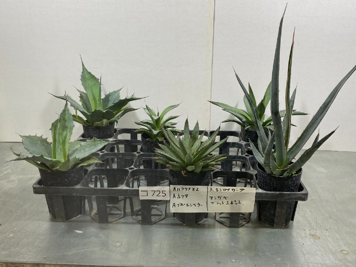 コ725 「多肉植物」アガベ　6株セット【ラインナップは写真参照・Agave・パラサナ・ホリダ・キシロナカンサ・ブラッドスポット】