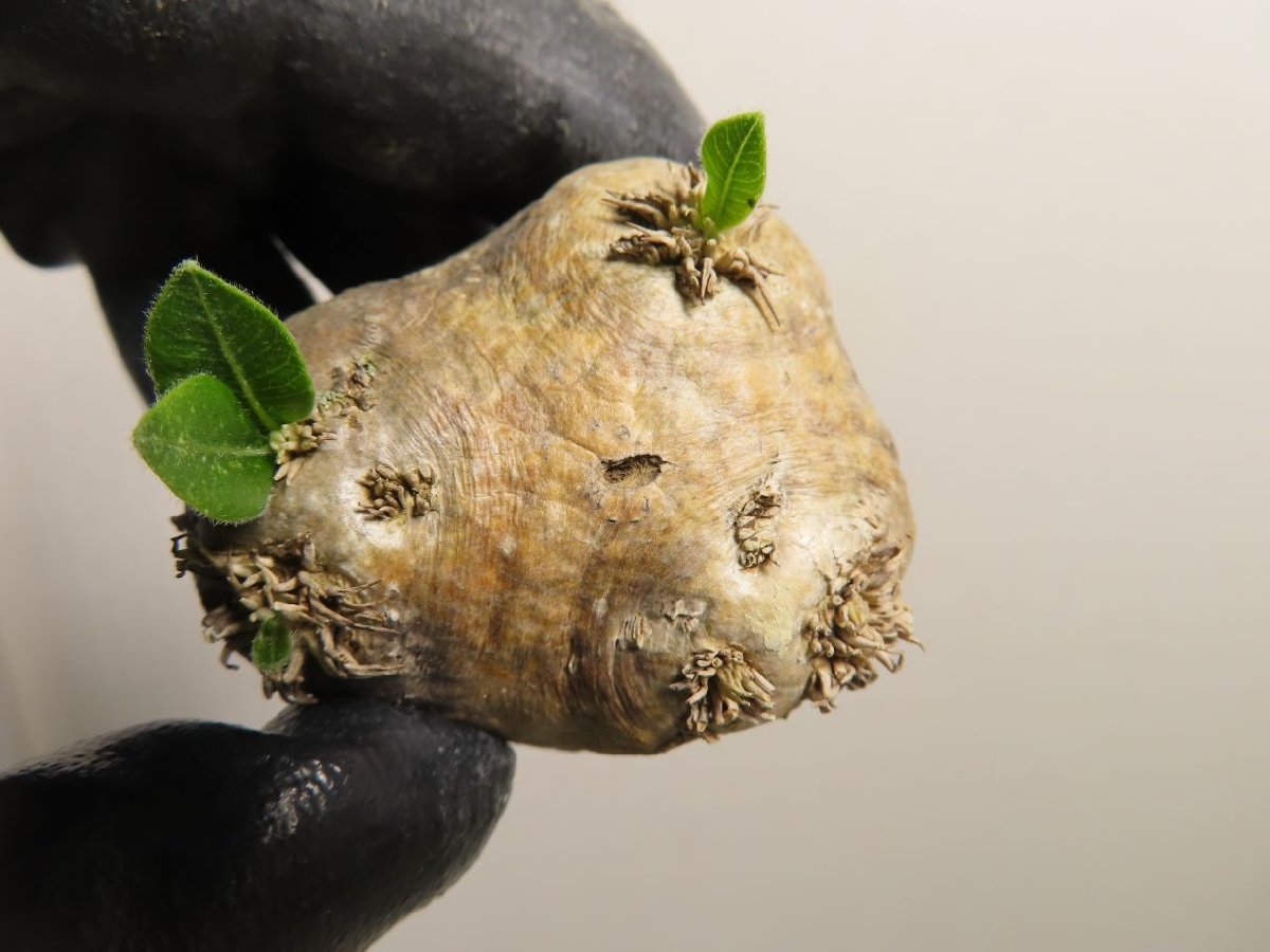 コ256 「現地株】パキポディウム 恵比寿笑い 小 抜き苗【畑に地植え株・マダガスカル・Pachypodium brevicaule・塊根植物】