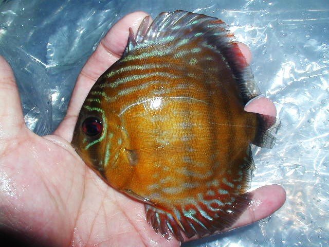 【八代海洋】新着原種 レッドロイヤルブルー・ウアツマ（中流域！）Ｂ