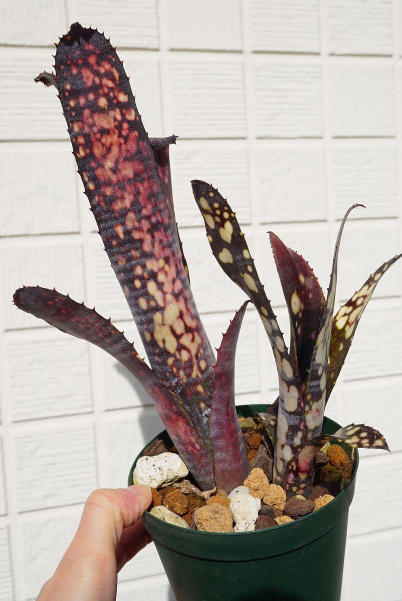 Billbergia 'Black Pearl' Lisa Vinzant hyb ビルベルギア ブロメリア