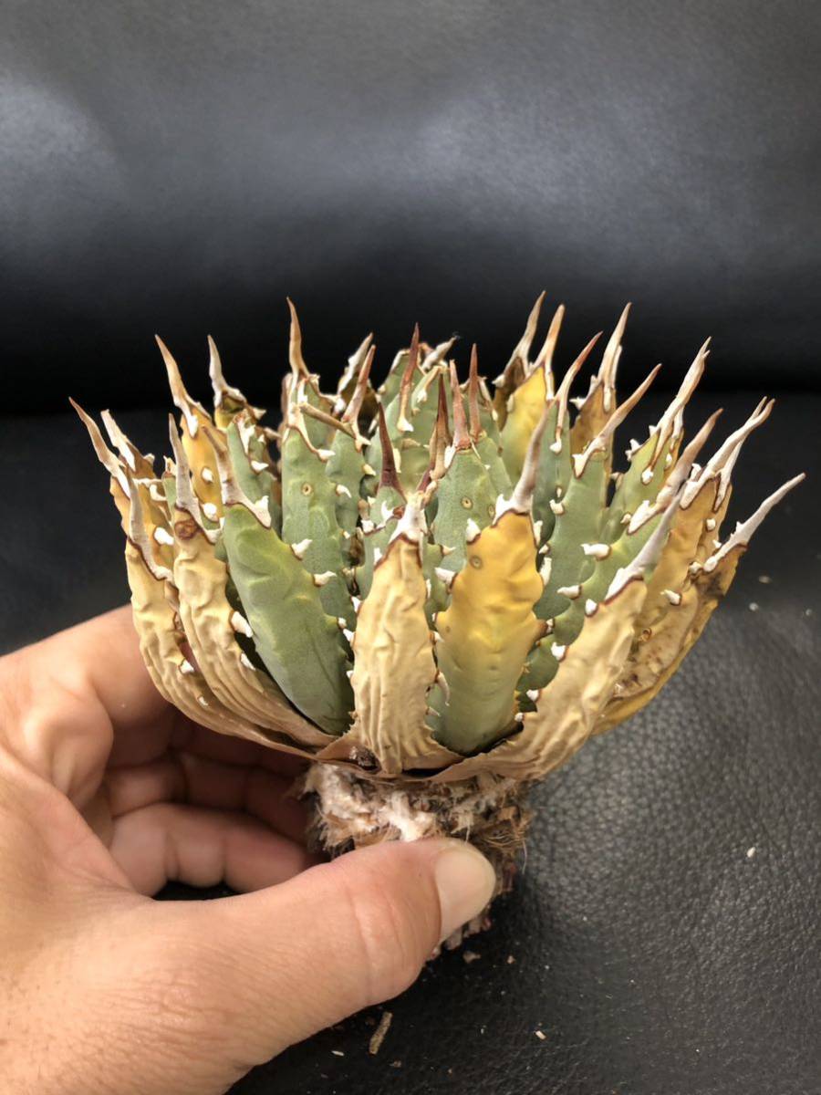 64 ユタエンシス エボリスピナ 現地株 ベアルート 陽炎 アガベ 9