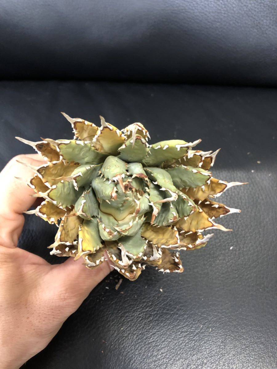 64 ユタエンシス エボリスピナ 現地株 ベアルート 陽炎 アガベ 9