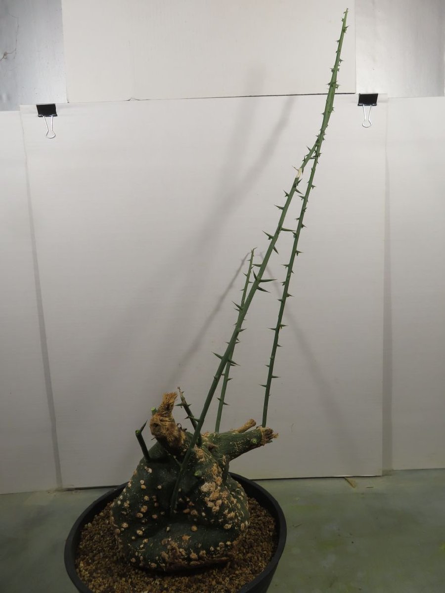 サ3315 「現地」アデニア　グロボーサ　植え【発根・Adenia globosa・ワイルド株】