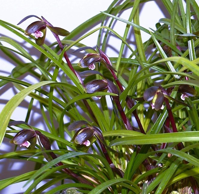 蘭遊園 韓国春蘭黒花『黒珊瑚』4本立ち花芽付 春蘭 中国蘭 ラン