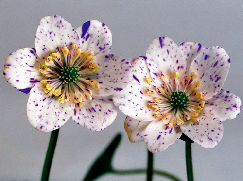 ★雪割草・山野草★　『銀河作出親株』　1.5芽品