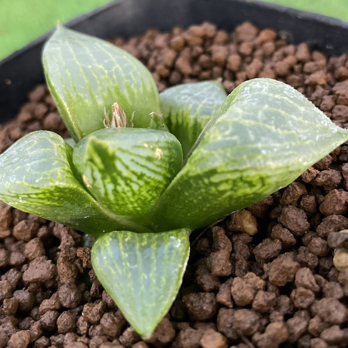 ≧∇≦）多肉植物 ハオルチア プレミア水晶×裏般若 プレミア般若