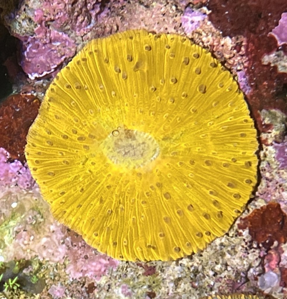 【CYaquarium】クサビライシ オレンジ ±4~5cm 海水魚 SPS LPS ゆらゆら系 サンゴ ハードコーラル 