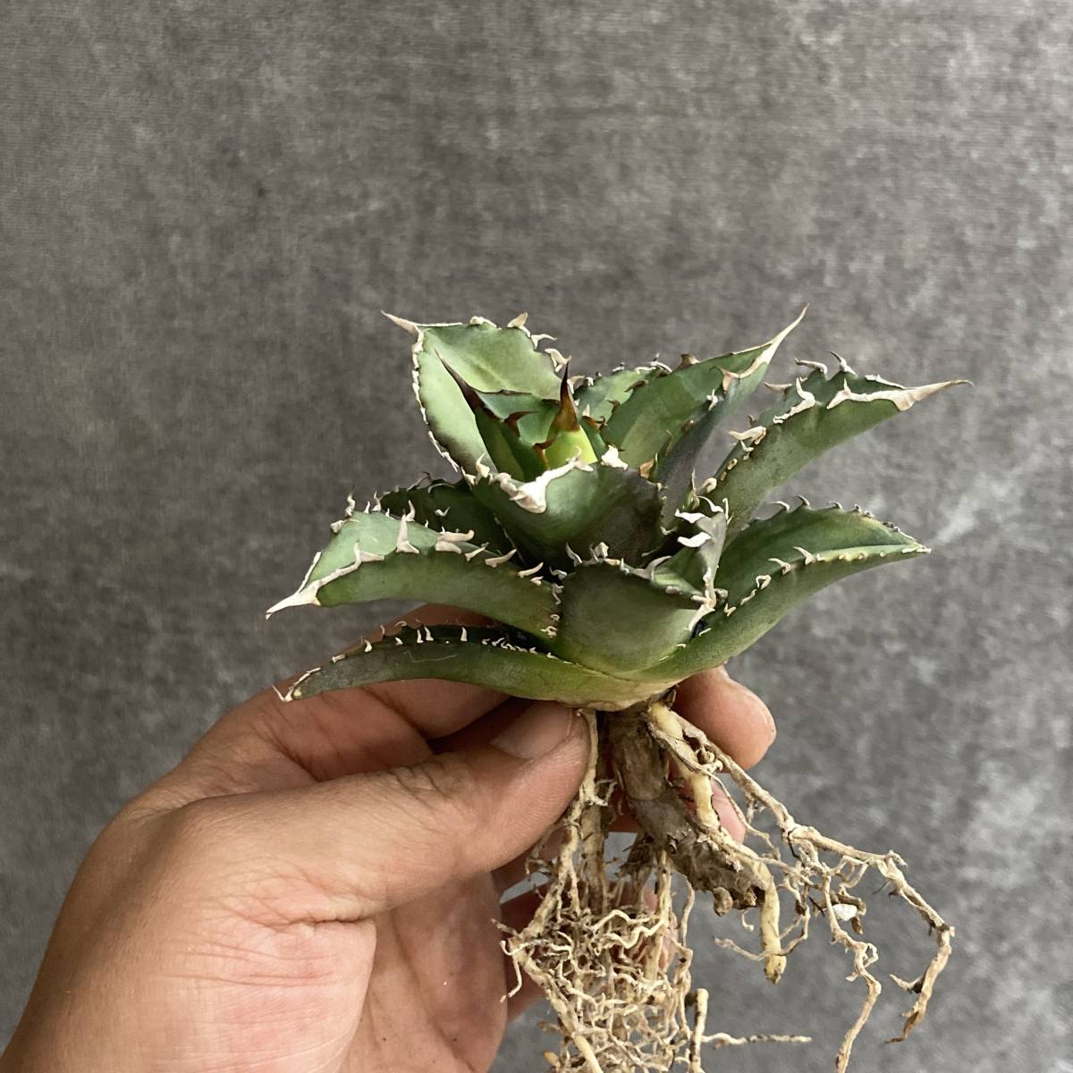 R0110-10 特選 アガベ 多肉植物 　チタノタ 狂刺夕映 日蝕 強棘 極上株 包葉