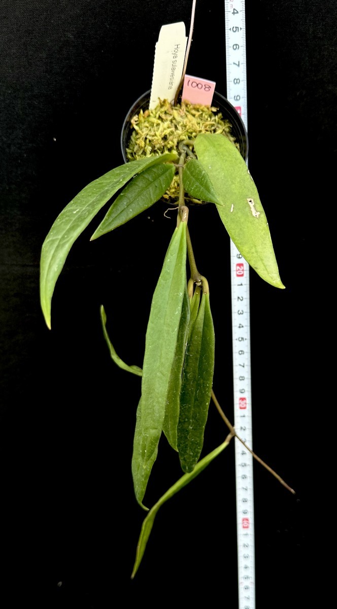 大人気，得価 ホヤ 1008 Hoya sulawesiana ホヤ スラウェシーアナ(その他)｜売買されたオークション情報、yahooの商品情報をアーカイブ公開 - オークファン その他