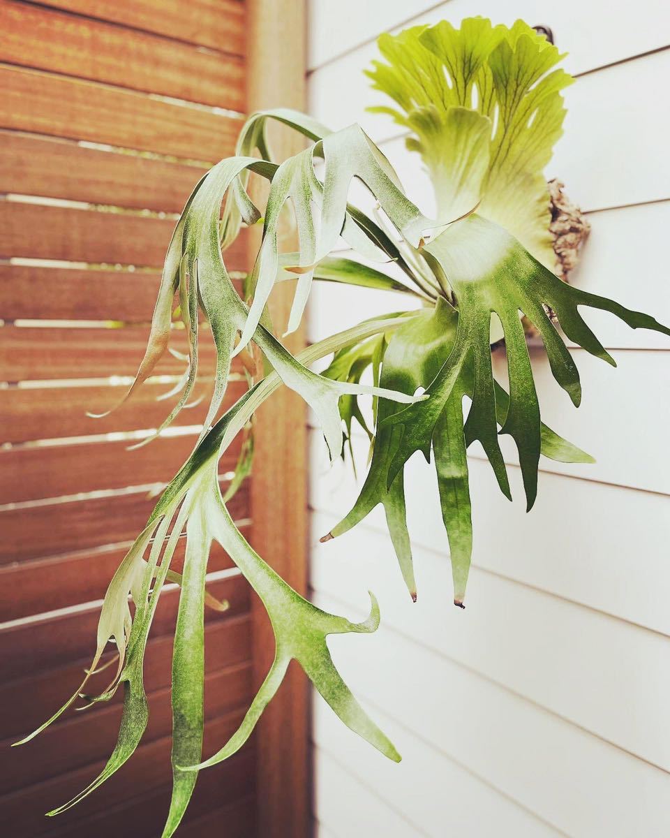 ビカクシダ foong 観葉植物 Foong P. 子株 ss TC (OC)not エスエス