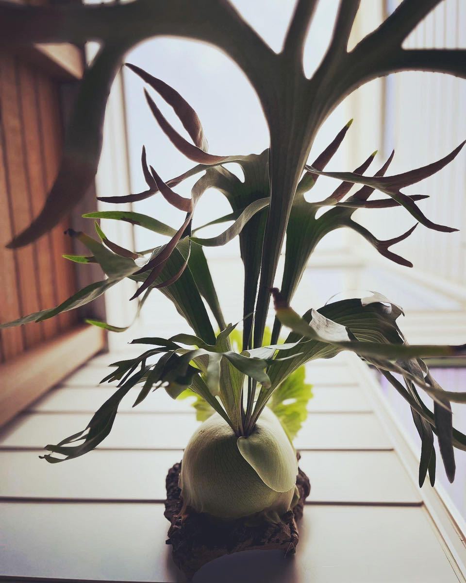 ビカクシダ foong 観葉植物 Foong P. 子株 ss TC (OC)not エスエス