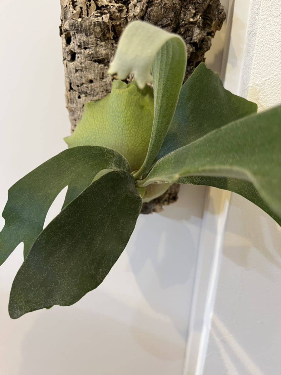 ビカクシダ foong 観葉植物 Foong P. 子株 ss TC (OC)not エスエス
