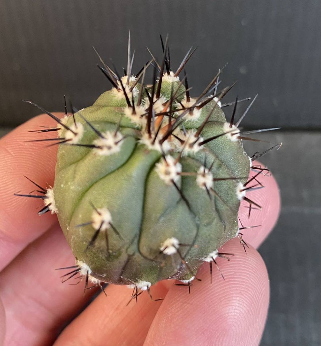 コピアポア 孤竜丸現地球カキ仔 子沢山 鉢植えのまま発送 コピアポア 孤