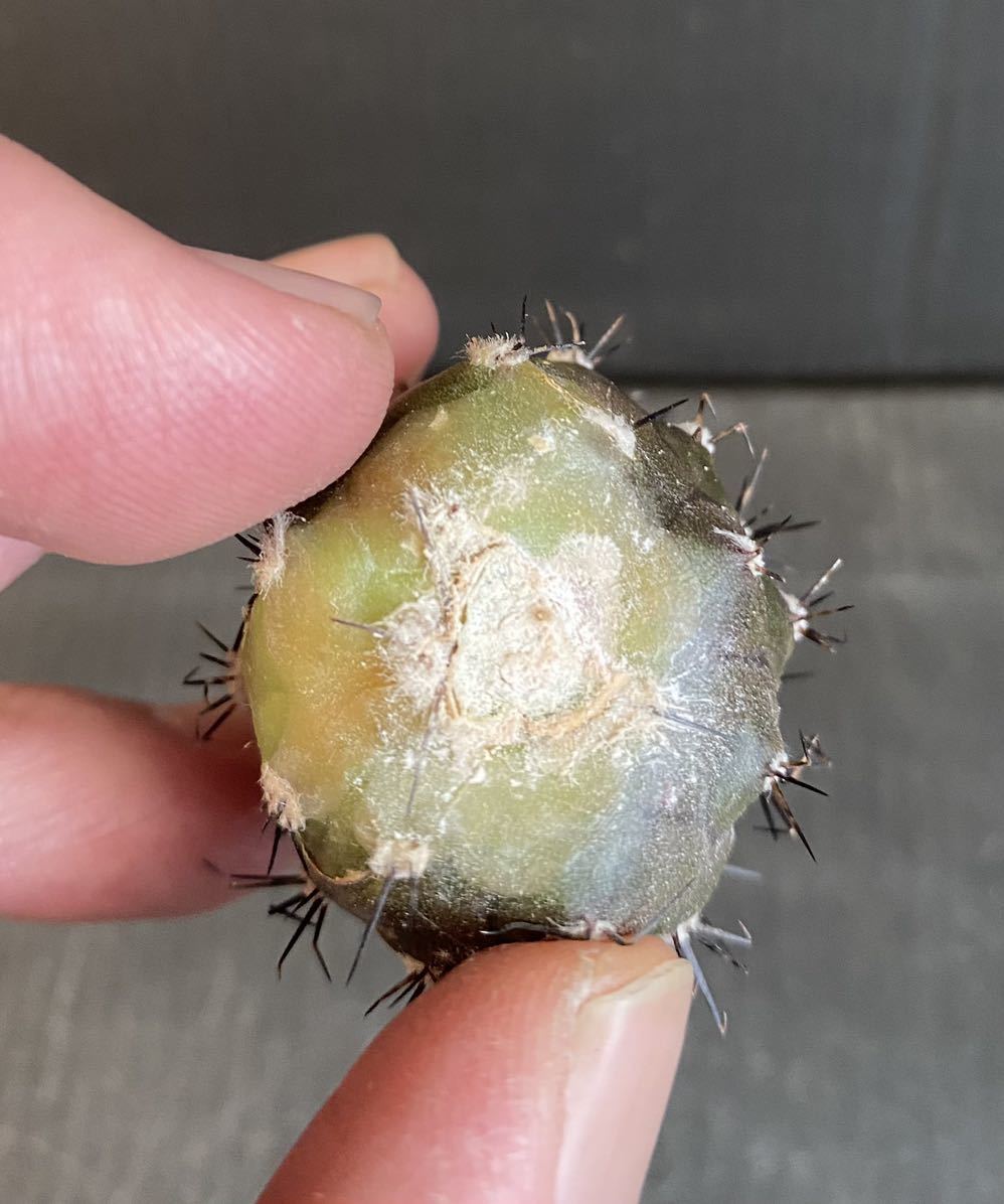 コピアポア 孤竜丸現地球カキ仔 子沢山 鉢植えのまま発送 コピアポア 孤