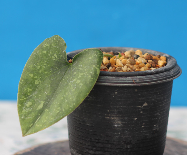 【ラブリーガーデン】山野草 カンアオイ【白寿】トサノ 素心 成木 8696