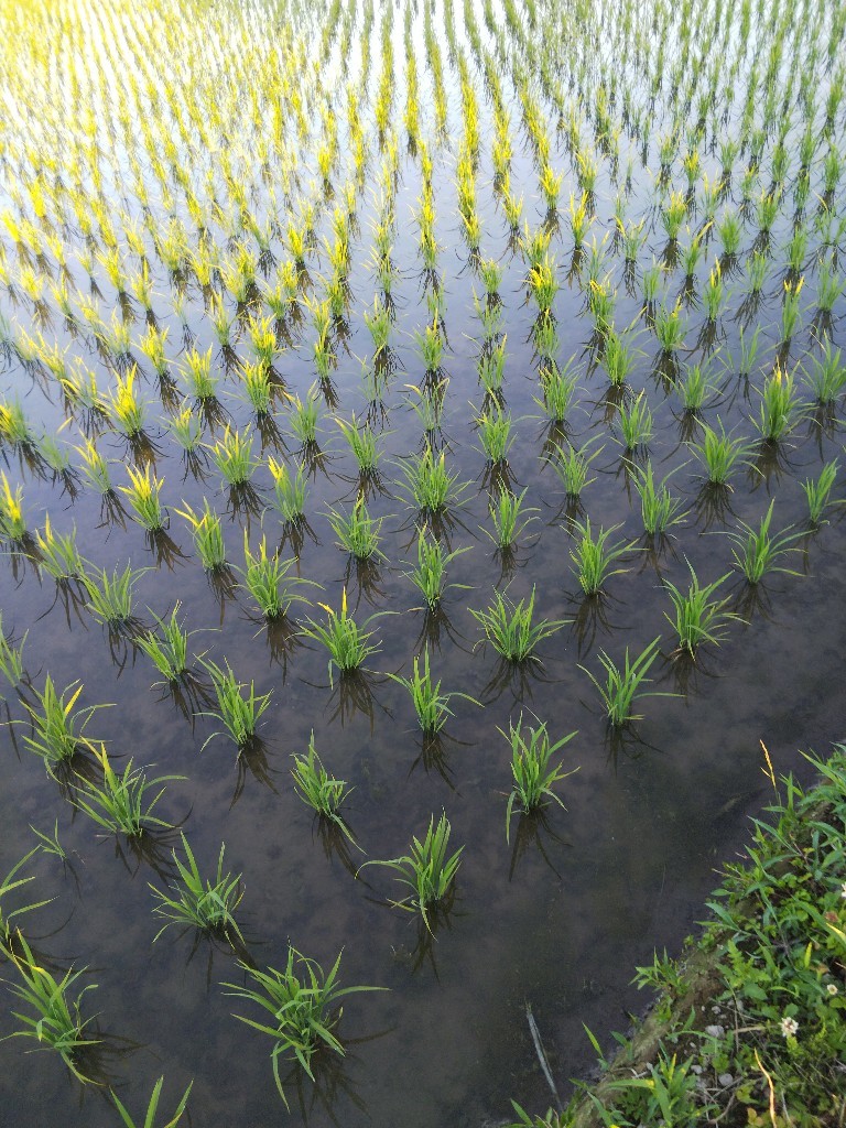 ☆新米送料込☆　令和４年産　つや姫　玄米 24㎏　エコファーマーが特別栽培を超えるべく栽培したお米　山形県出羽山々の麓より⑲