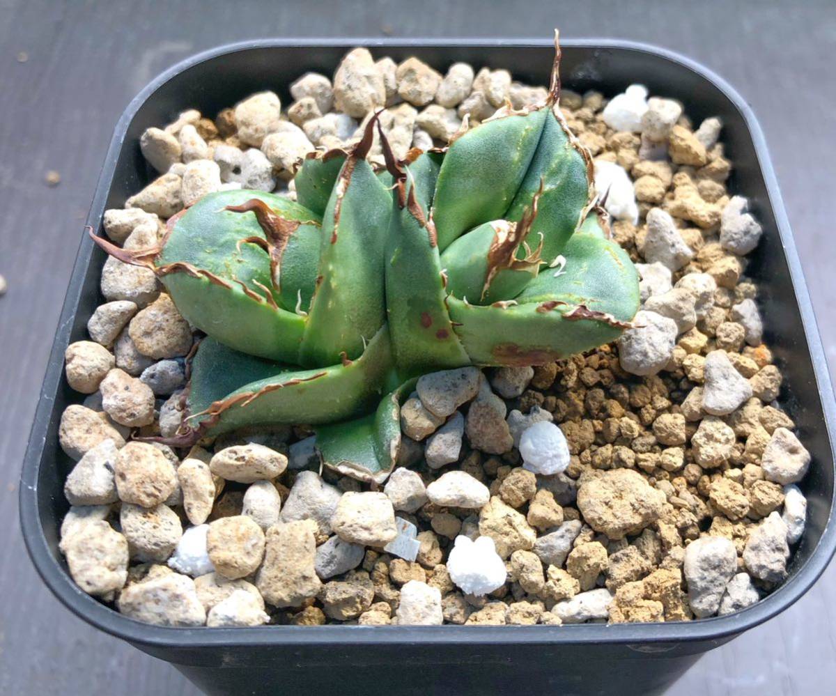 Agave titanota ”No name” 子株 多頭 発根済 アガベ チタノタ オテロイ
