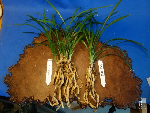 ■■■ Y-204　日本春蘭 （仮）「天秀」・日本春蘭（仮）「藤姫」■■■ 松永蘭園 