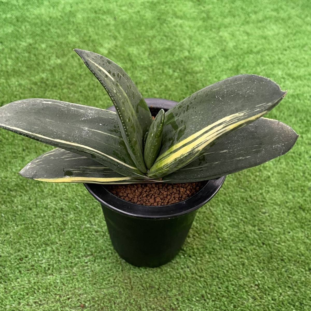 ≧∇≦）多肉植物 ガステリア 臥牛錦×恐竜 実生苗 1 多肉植物：ガステリア