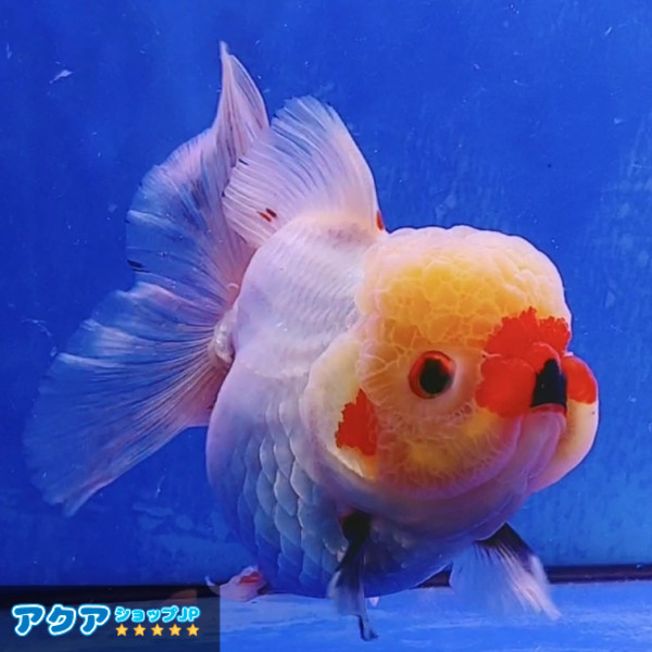 【返金保証】 動画 オランダ獅子頭 ローズテール (k482) タイ産 大きめ個体 15cm オス 6ヵ月 #金魚 3月3日発送