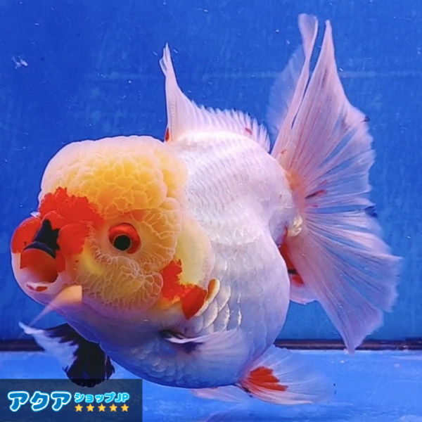 【返金保証】 動画 オランダ獅子頭 ローズテール (k482) タイ産 大きめ個体 15cm オス 6ヵ月 #金魚 3月3日発送