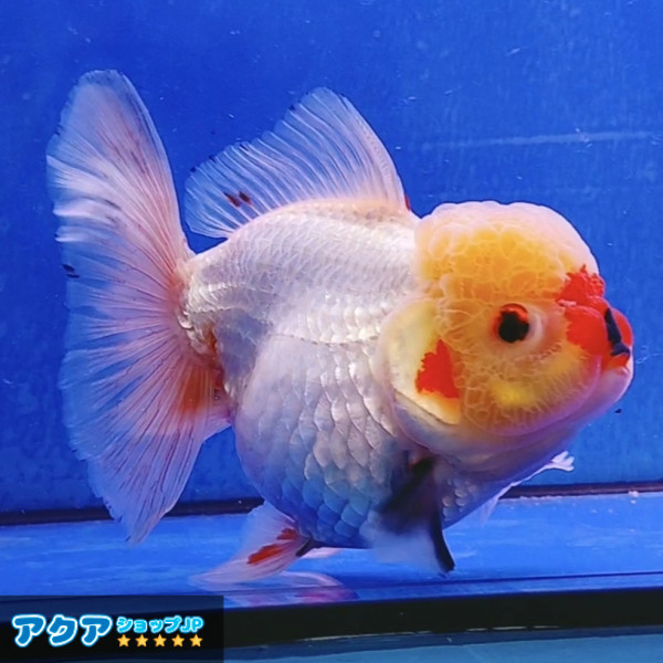 【返金保証】 動画 オランダ獅子頭 ローズテール (k482) タイ産 大きめ個体 15cm オス 6ヵ月 #金魚 3月3日発送