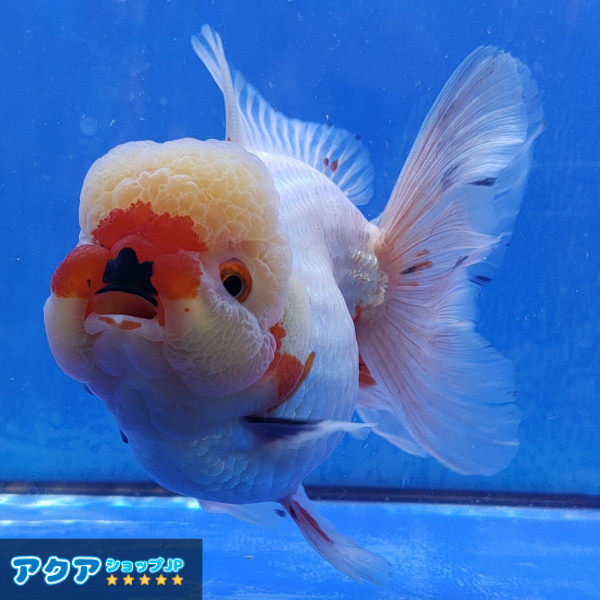 【返金保証】 動画 オランダ獅子頭 ローズテール (k482) タイ産 大きめ個体 15cm オス 6ヵ月 #金魚 3月3日発送