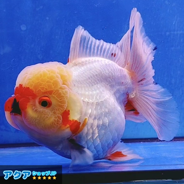 【返金保証】 動画 オランダ獅子頭 ローズテール (k482) タイ産 大きめ個体 15cm オス 6ヵ月 #金魚 3月3日発送