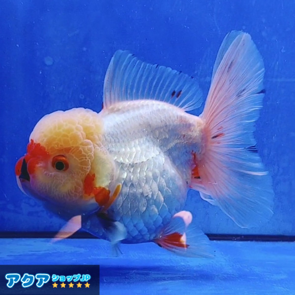 【返金保証】 動画 オランダ獅子頭 ローズテール (k482) タイ産 大きめ個体 15cm オス 6ヵ月 #金魚 3月3日発送