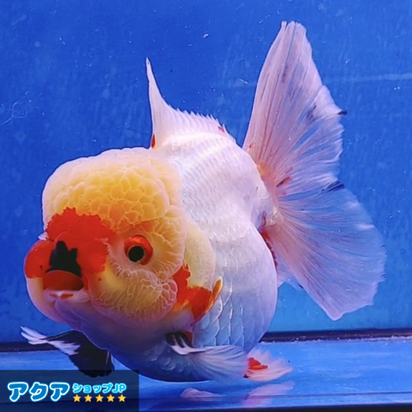 【返金保証】 動画 オランダ獅子頭 ローズテール (k482) タイ産 大きめ個体 15cm オス 6ヵ月 #金魚 3月3日発送