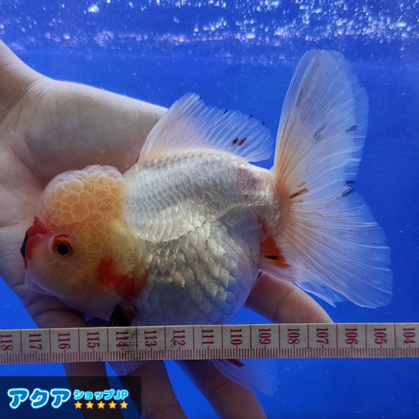 【返金保証】 動画 オランダ獅子頭 ローズテール (k482) タイ産 大きめ個体 15cm オス 6ヵ月 #金魚 3月3日発送