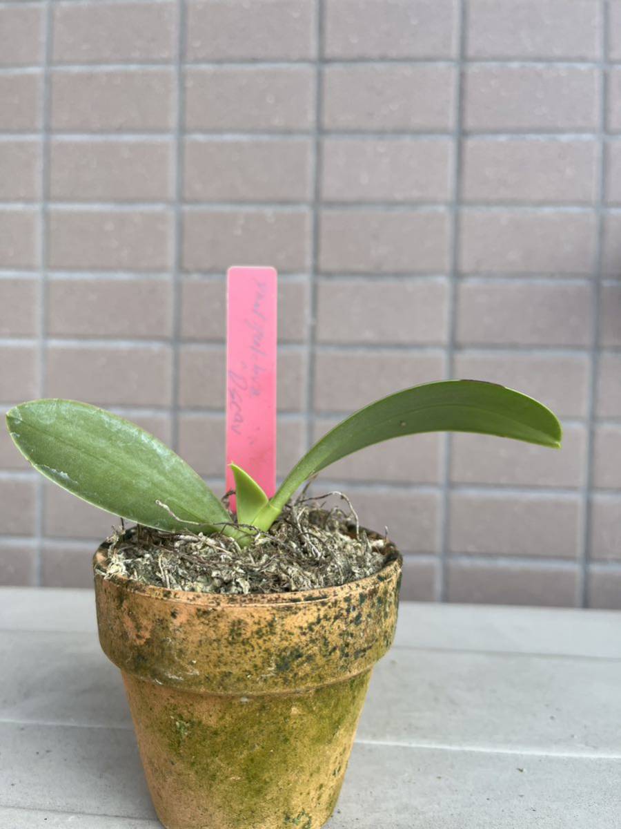 洋蘭原種 Phal pulchra Oscar OG 花 花、園芸 | MARLEYFG.COM