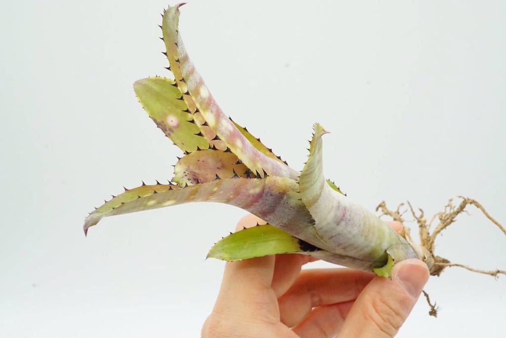 売り物 Billbergia 'Fortuna' ブロメリア 【公式通販】