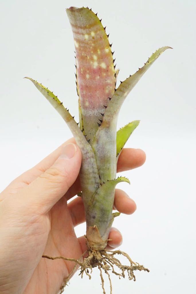売り物 Billbergia 'Fortuna' ブロメリア 【公式通販】