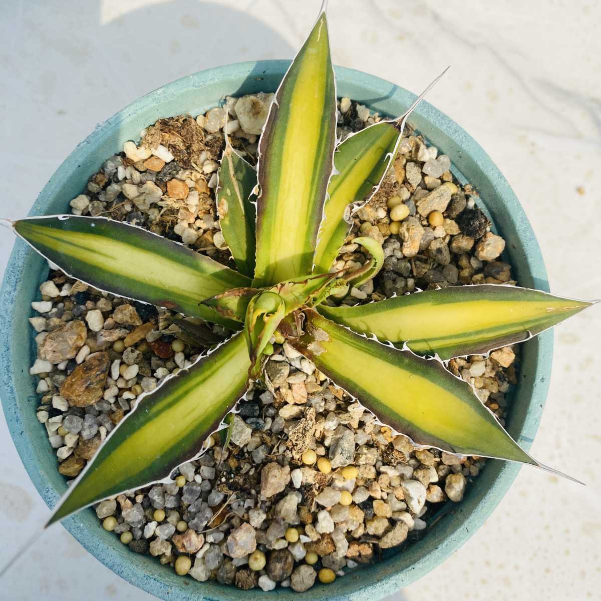 多肉植物アガベ ホリダ黄中斑子株