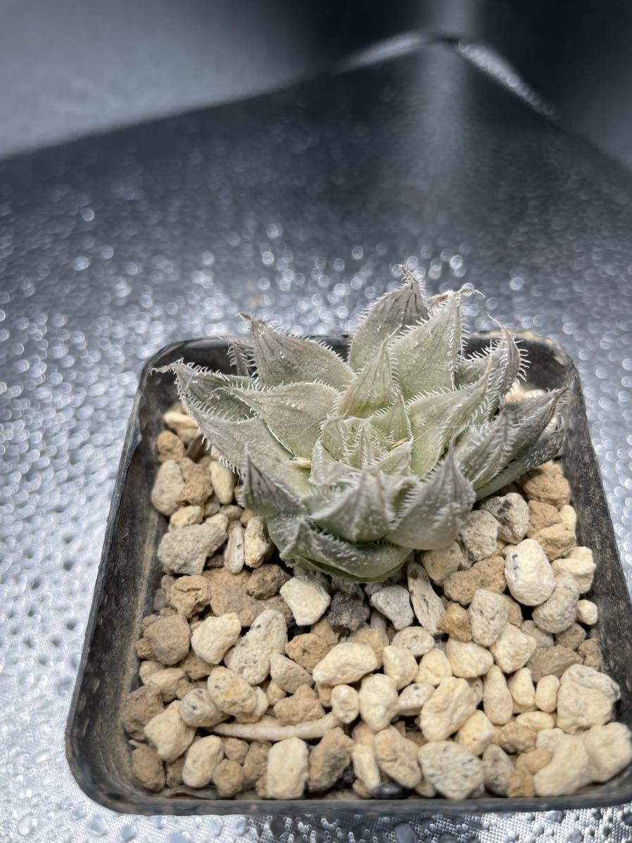 多肉植物② ハオルチア 白兎 抜き苗 メルカリ - 多肉植物 遊恵盆栽 