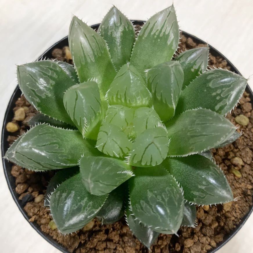 多肉植物 ハオルチア オリジナル実生未繁殖苗 (ケガニ×OB-1)×(NA