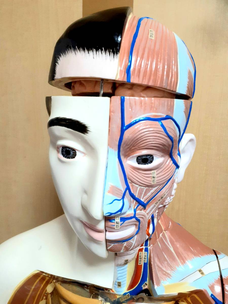 京都科学 人体解剖模型 H-120形 人体模型 解剖モデル 解剖学 等身大