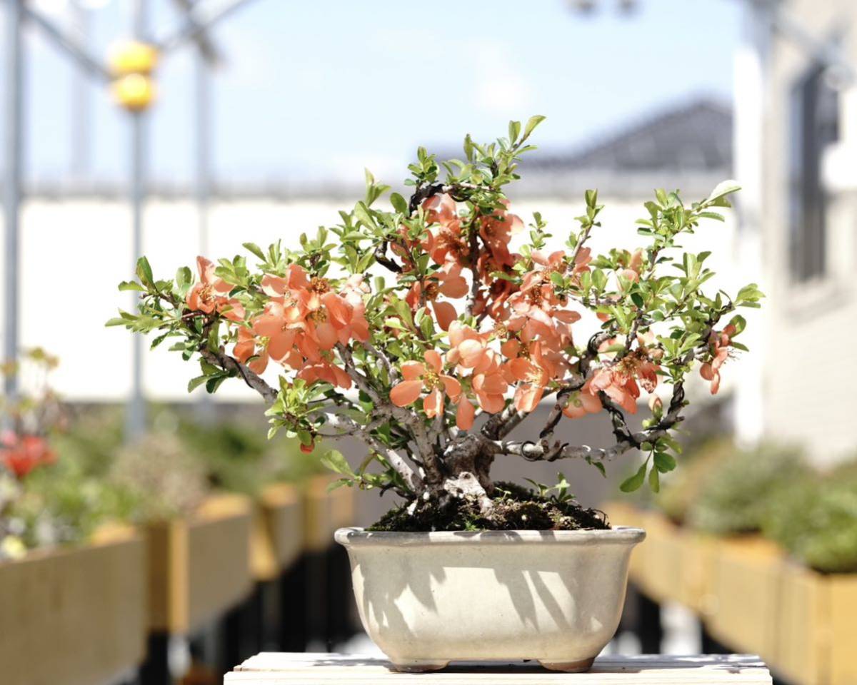 ハリツルマサキ盆栽（伊良部島産、小葉、荒皮性）【公式通販】 ハリ