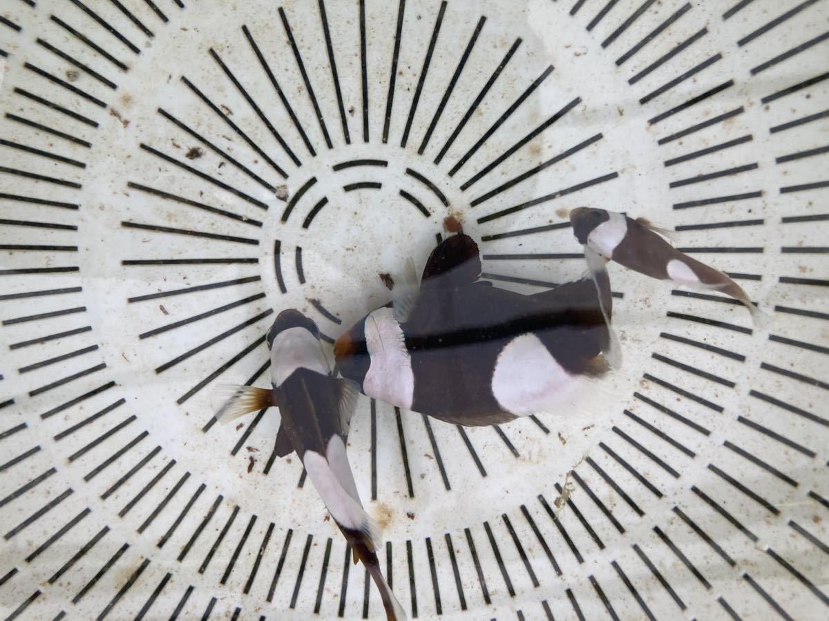 沖縄県浜比嘉島産　珍　久々のトウアカクマノミ　ファミリー3匹セット