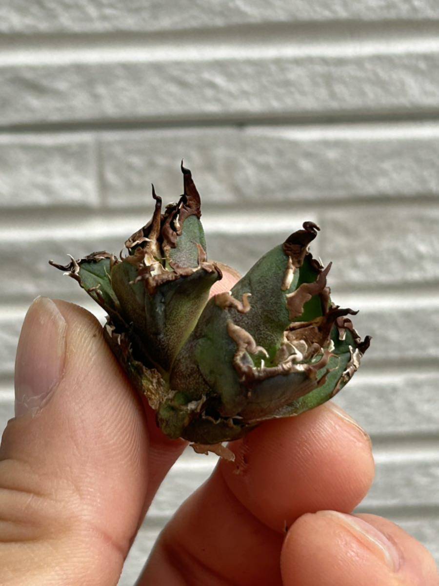 【凱撒】シーザー 毒刺 台湾 ダブルヘッド 2頭Agave titanota アガベ チタノタ